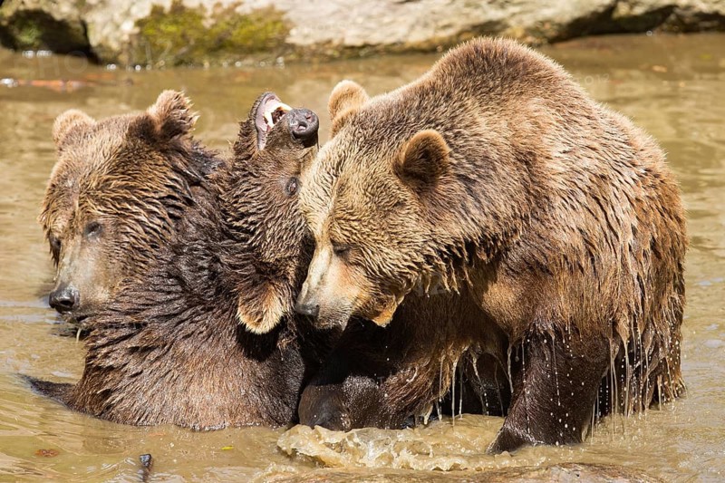 Brown bear (Ursus arctos)