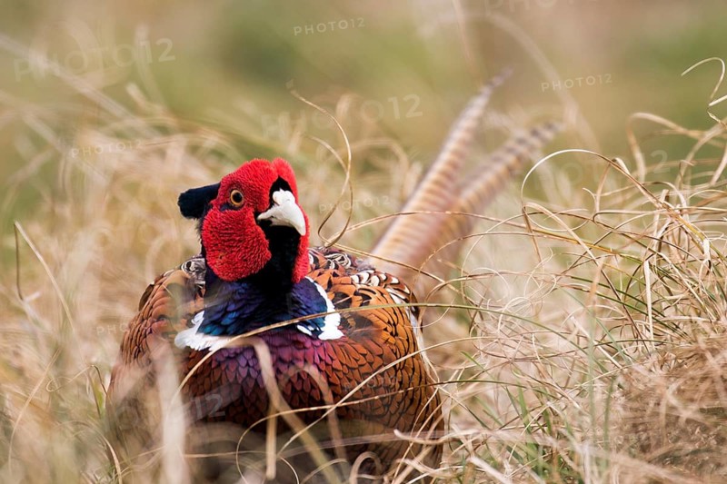 A noble pheasant head-on between dry grass
