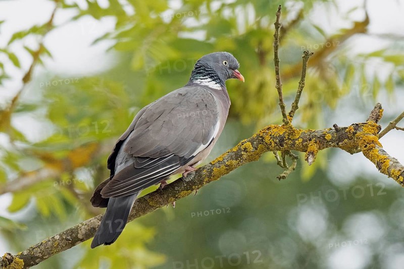Wood pigeon standing on branch looking right