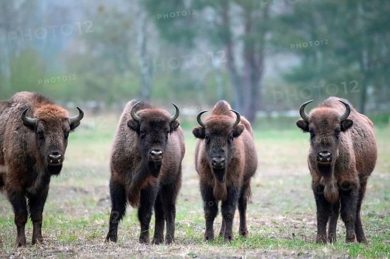 European bison (Bos bonasus), bison group in a meadow, Döberitzer Heide nature reserve, Brandenburg, Germany, Europe