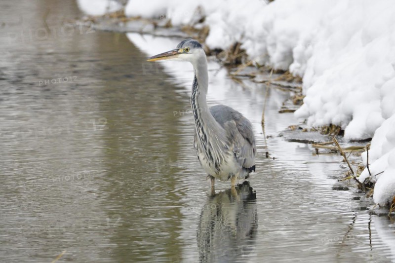 Grey heron in the snow looking for food. Graureiher im Winter