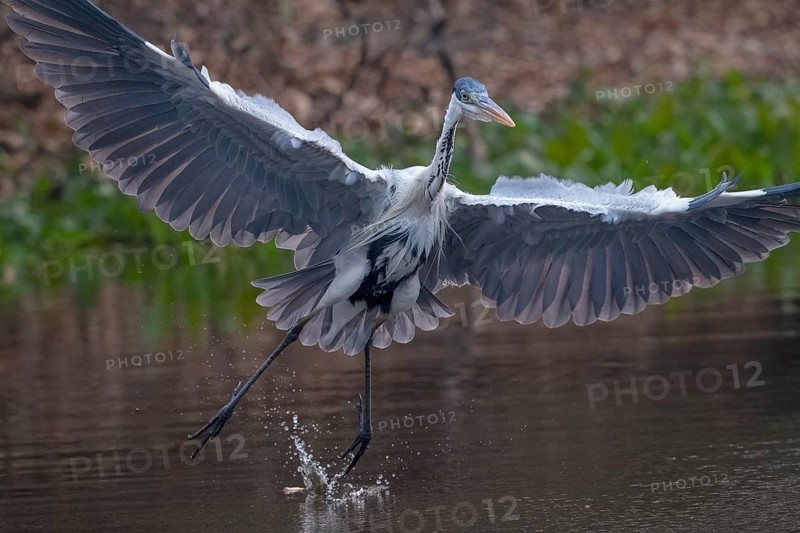 Cocoirei heron (Ardea cocoi), flying, in flight, Pantanal, inland, wetland, UNESCO Biosphere Reserve, World Heritage Site, wetland biotope, Mato Grosso, Brazil, South America