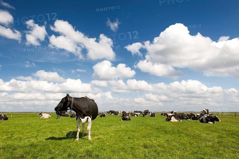 Typical Dutch landscape with black and white cows in the meadows