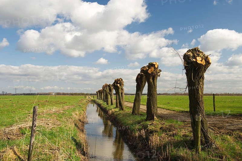 Dutch pollard willows in spring in dutch landscape