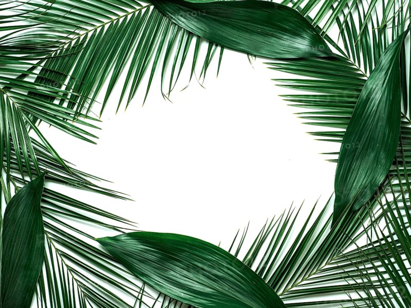 Palm leaves isolated on white background. Tropical leaves top view or flat lay. Tropical background, copy space in center for text or design. Tropical palm leaves, jungle leaf floral pattern background