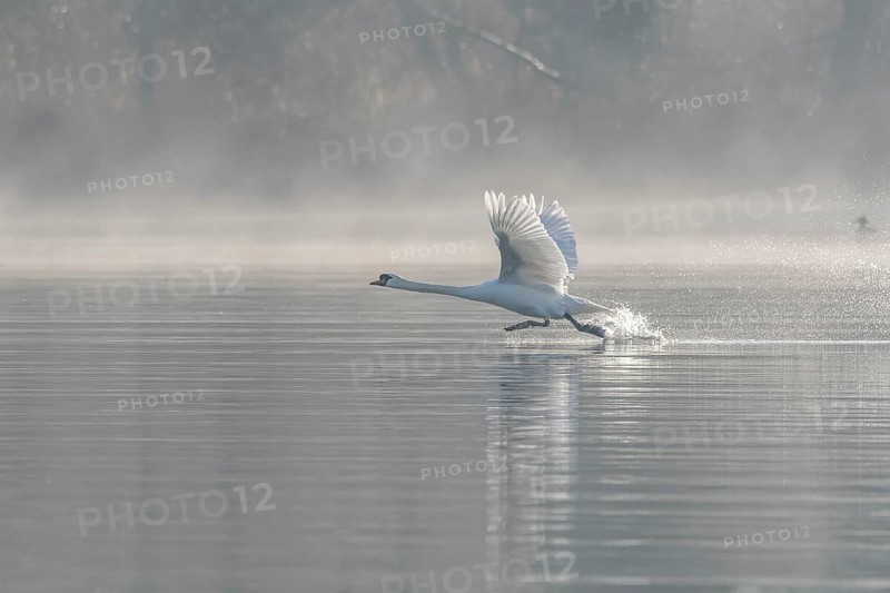 Mute swan (Cygnus olor) on takeoff on the water of a lake, Bas-Rhin, Alsace, Grand Est, France, Europe