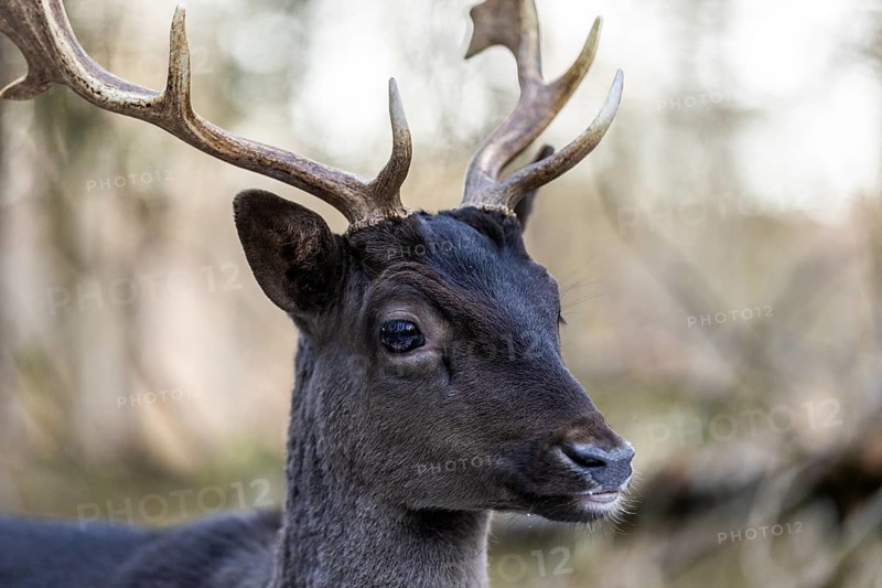 Fallow deer (Dama dama), portrait, male, captive, Landsberg am Lech Wildlife Park, Upper Bavaria, Bavaria, Germany, Europe