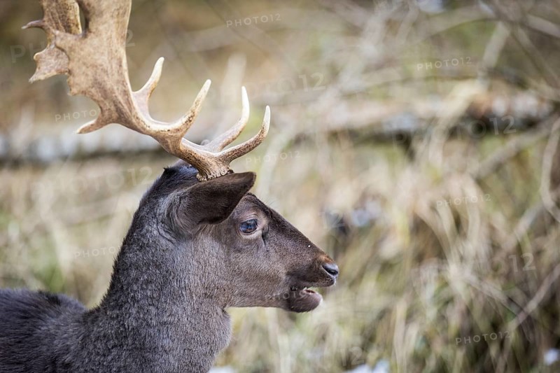 Fallow deer (Dama dama), portrait, male, captive, Landsberg am Lech Wildlife Park, Upper Bavaria, Bavaria, Germany, Europe