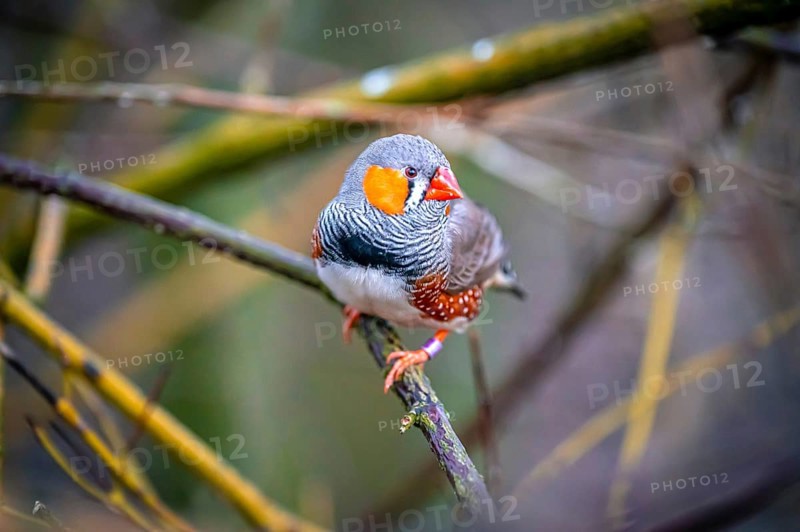 A zebra finch (Taeniopygia) sits on a branch and looks into the camera in the middle of nature, Eisenberg, Thuringia, Germany, Europe
