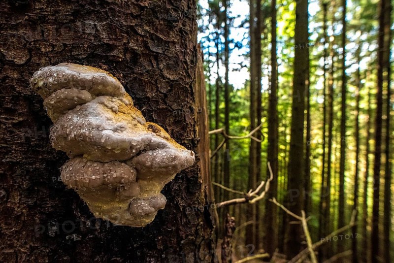 A scenic polypore after rain in an alpine forest, Germany, Europe