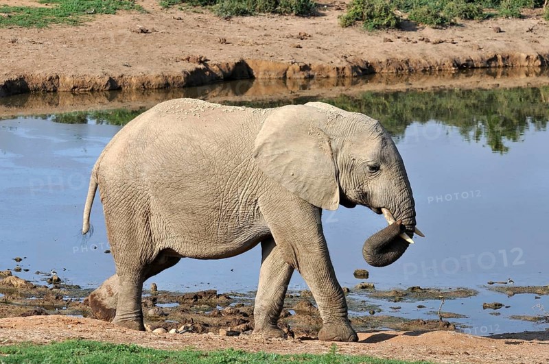 A female African Elephant in the Addo Park, South Africa, Africa