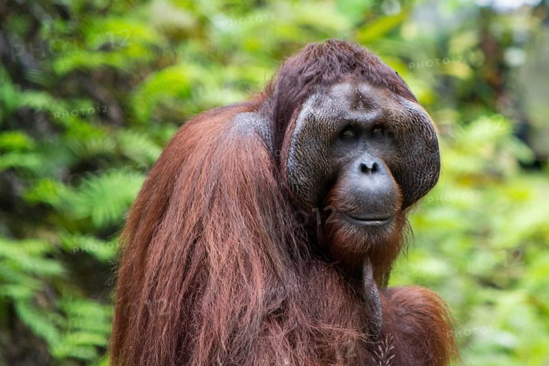 Orangutan, adult male, close-up of face and hair in the nature of Borneo, Malaysia (Sarawak Kuching region) . Animal Wildlife