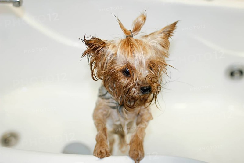 A small dog standing in a bathtub with wet fur after being washed