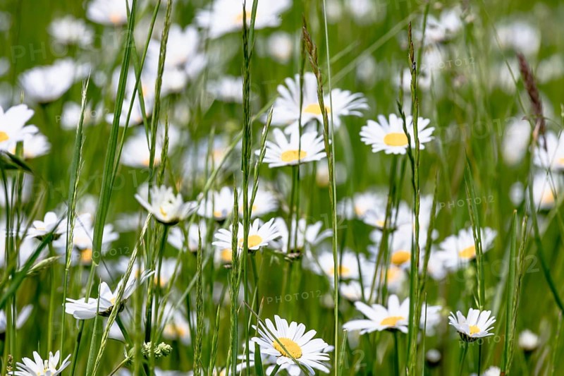 Meadow daisies with grasses