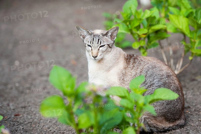 Seal tabby point siamese pure breed cat in the garden