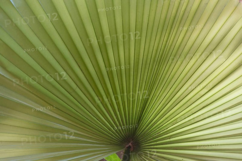 Leaf of a Livistona palm - close-up