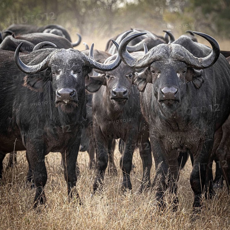Three african buffalo (Syncerus caffer), portrait, Balule Plains, South Africa, Africa