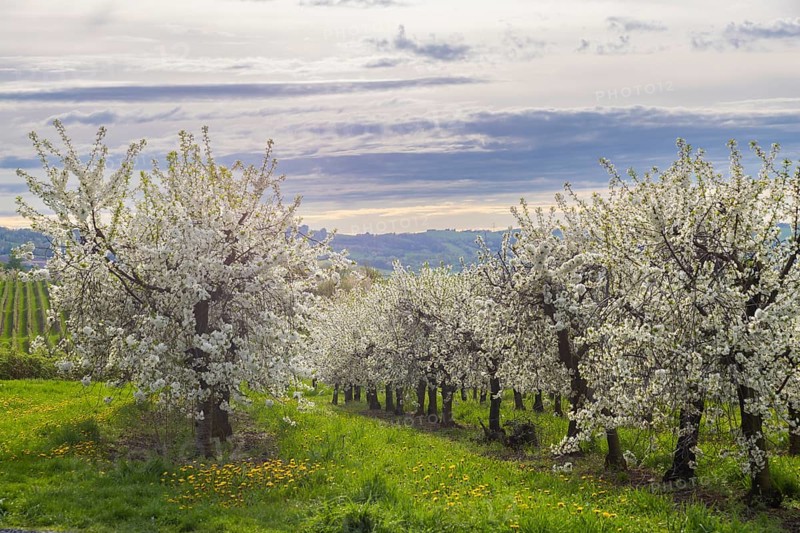 Cherry orchards in bloom near Wittegensdorf, Wittgensdorf, Saxony, Germany, Europe