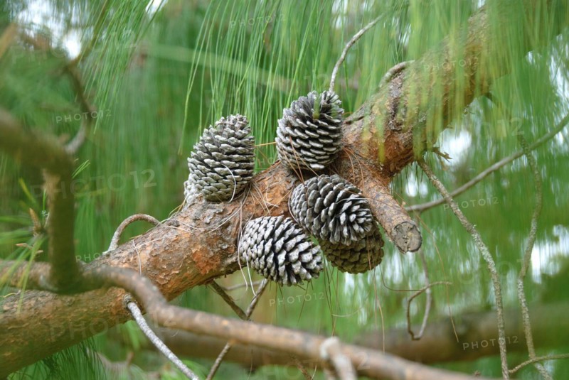Jelote pine (Pinus patula)