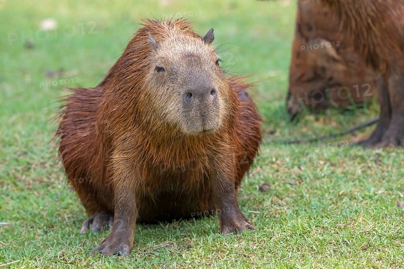Capybara or capybara (Hydrochoerus hydrochaeris), frontal, pregnant, Pantanal, inland, wetland, UNESCO Biosphere Reserve, World Heritage Site, wetland biotope, Mato Grosso, Brazil, South America