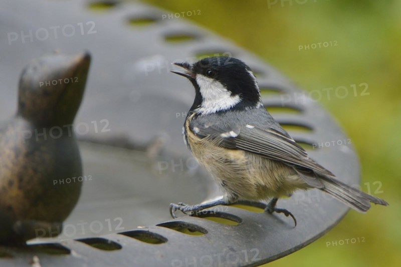 Coal Tit at the bird bath. Coal Tit, when feeding