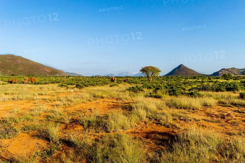 View of the savannah of Samburu Park in central Kenya with a flock of elephants in the background