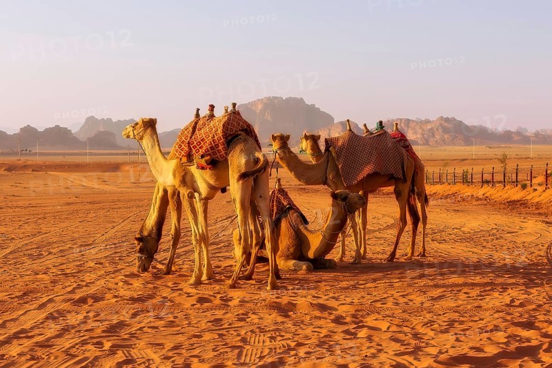 Jordan, camels caravan rests in majestic Wadi Rum desert, landscape with sandstone mountain rock at sunset, Asia