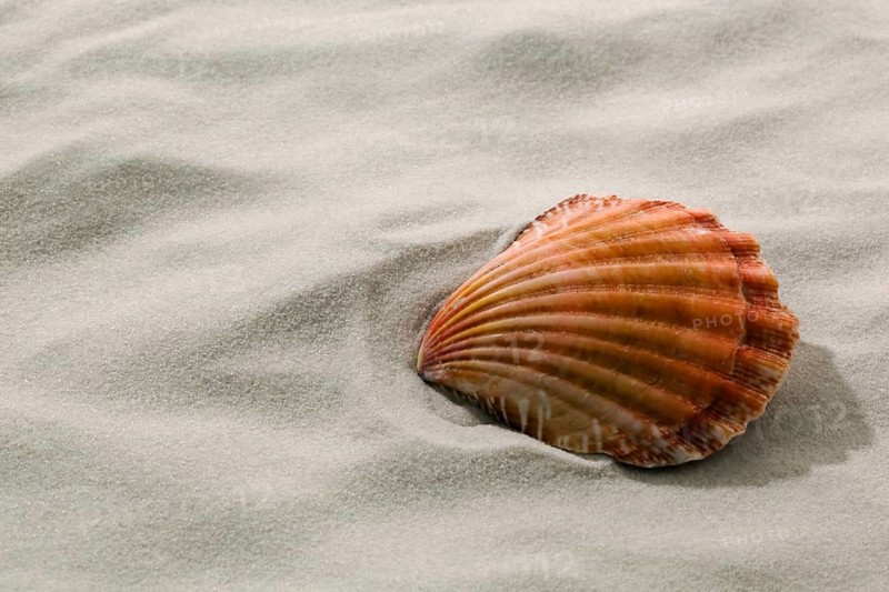 A shell lies in the sand on the beach. Holidays and holidays by the sea. Austria