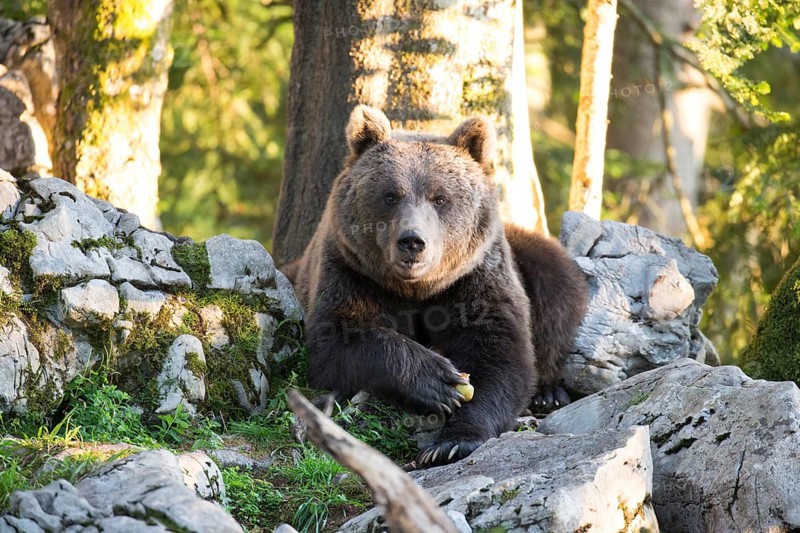 A brown bear lies between rocks in the front view