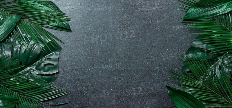 Palm leaves on dark blue background. Tropical leaves top view or flat lay. Copy space for text or design. Horizontal banner. Tropical palm leave, jungle leave floral pattern background
