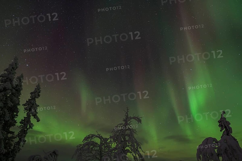 Northern Lights (Aurora borealis) over snow-covered trees, Gällivare, Norrbotten, Lapland, Sweden, November 2012, Europe