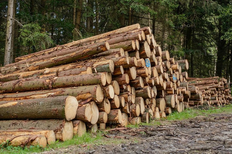 Pruned forest trees lie in a pile ready for collection