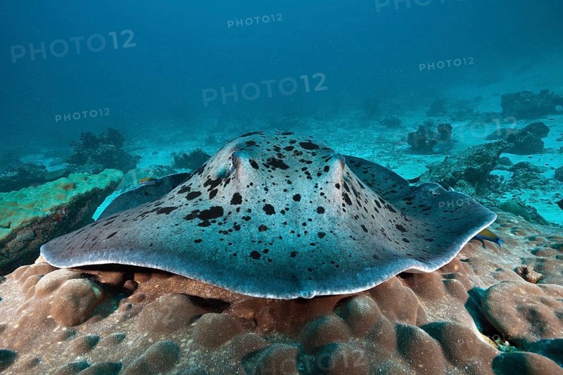 Black-spotted stingray, Taeniura meyeni, Indian Ocean, Maldives, Asia