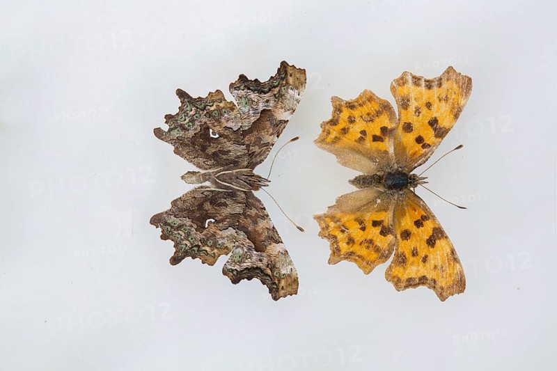 C-moth (Polygonia c-album)