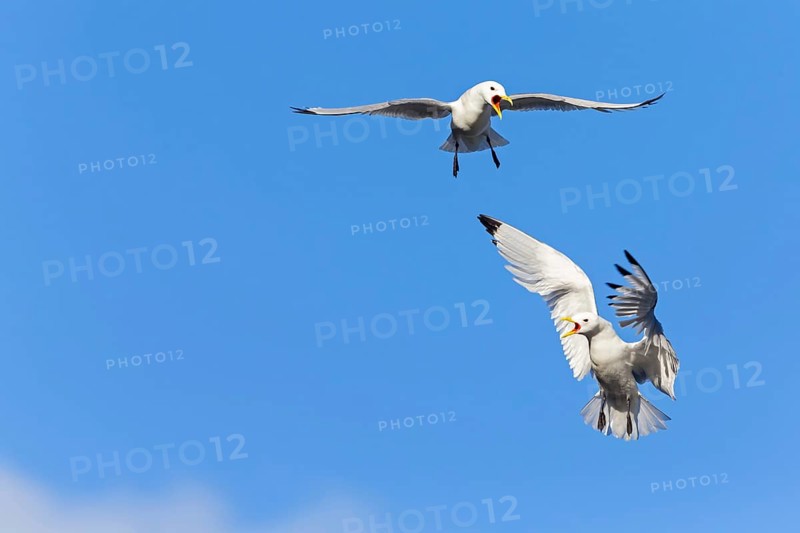 Kittiwake, (Rissa tridactyla), animals, birds, family of gulls, dispute between two gulls, Varanger, Finnmark, Norway, Europe