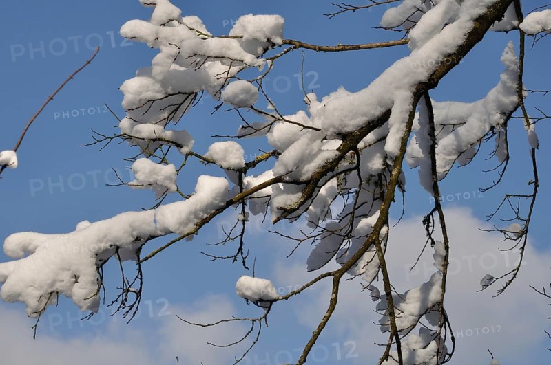 A branch covered in snow, Snow-covered branches against a clear blue sky creating a serene winter scene