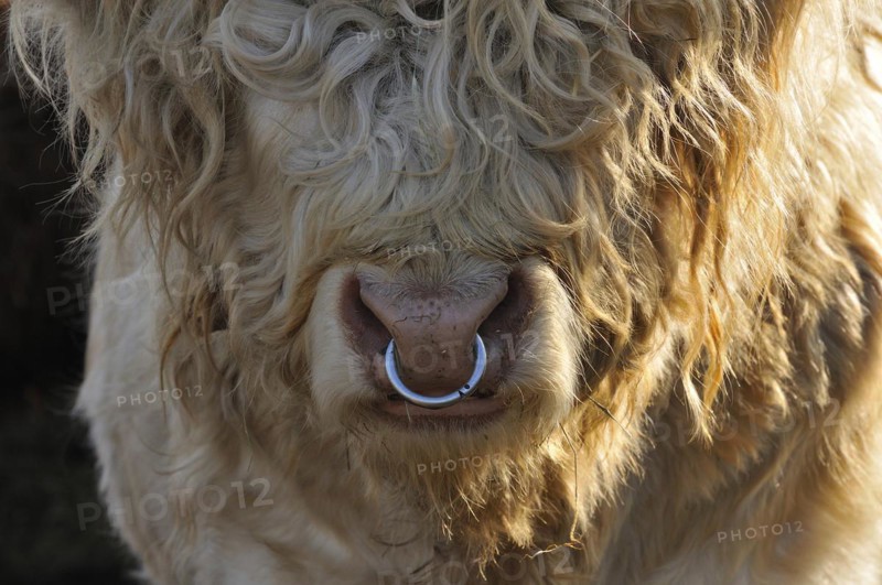 Scottish Highland Cattle, bull