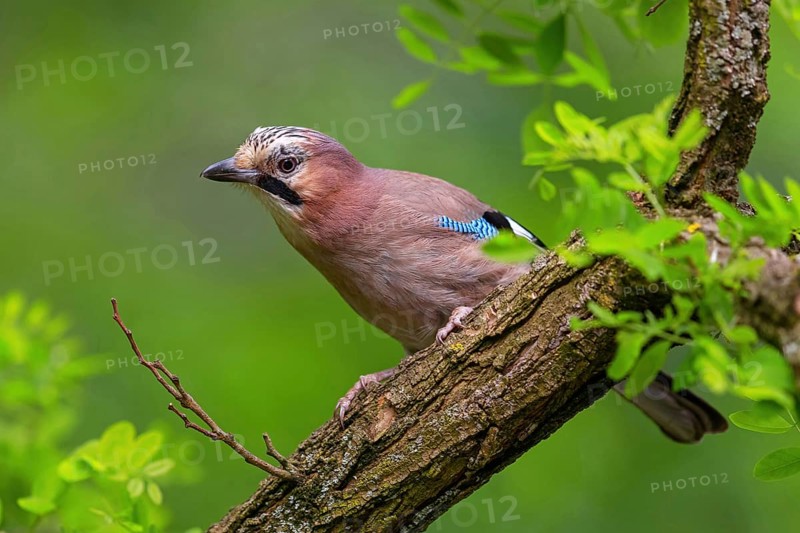 Jay, European Jay, Jay, eurasian jay (Garrulus glandarius), Geai des chênes, Arrendajo Común, Arrendajo, on perch, summer, Ormoz area, Ormoz, Podravska, Slovenia, Europe