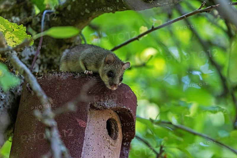 Dormouse (Glis glis), animals, mammals, dormice, nocturnal, rodents, sits on nesting box, Baden-Württemberg, Federal Republic of Germany
