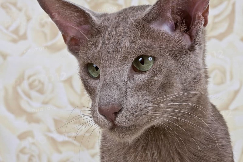 Male cat 1 year, portrait