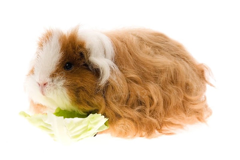 Guinea pig isolated on the white background