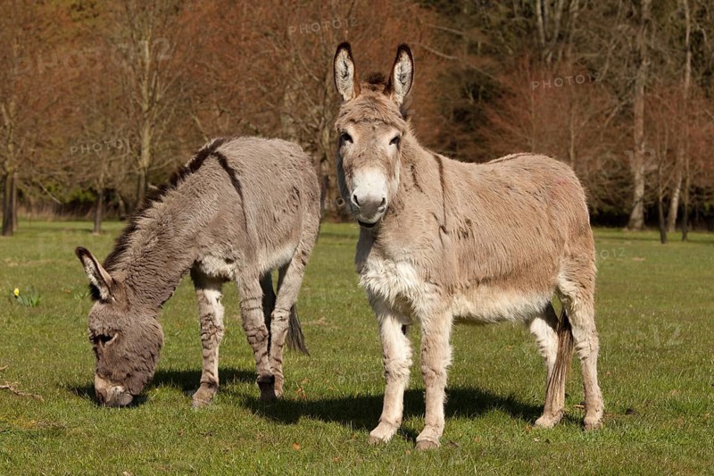 Donkey