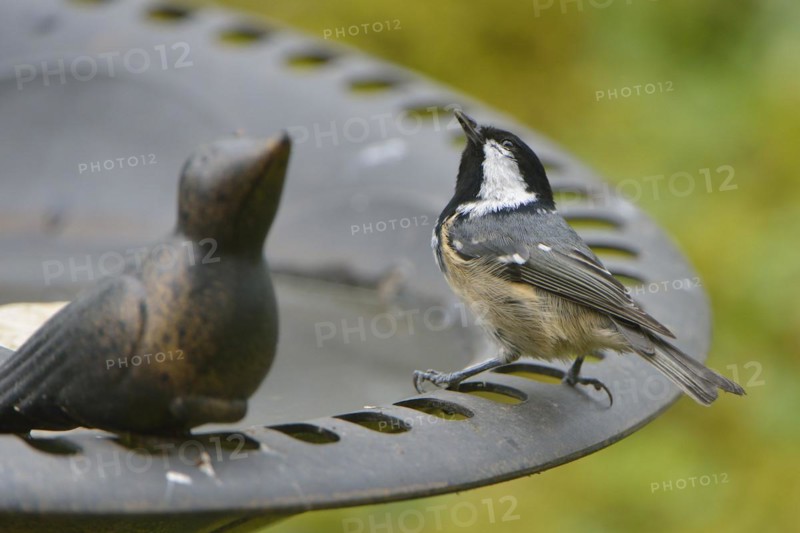 Coal Tit at the bird bath. Coal Tit, when feeding