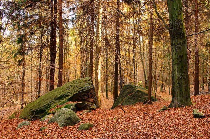 Sandsteinfelsen im Wald, sandstone rock in forest 11