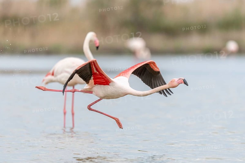 Flamingos (Phoenicopterus roseus) taking flight from a pond. Saintes Maries de la Mer, Parc naturel regional de Camargue, Arles, Provence Alpes Cote d'Azur, France, Europe