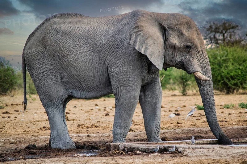 Elephant drinking from a waterhole in a national park in Africa. Safari animal wildlife
