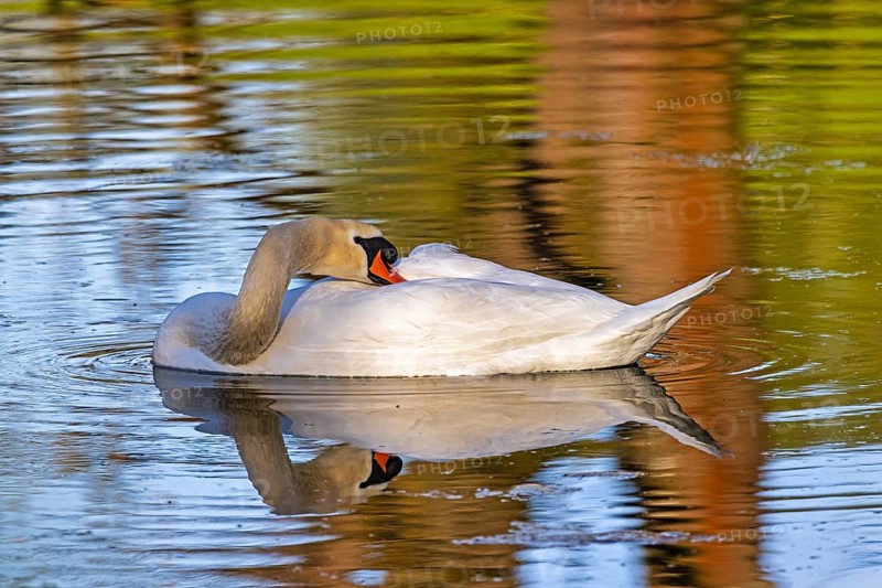 Wildlife Birds in Germany Swan