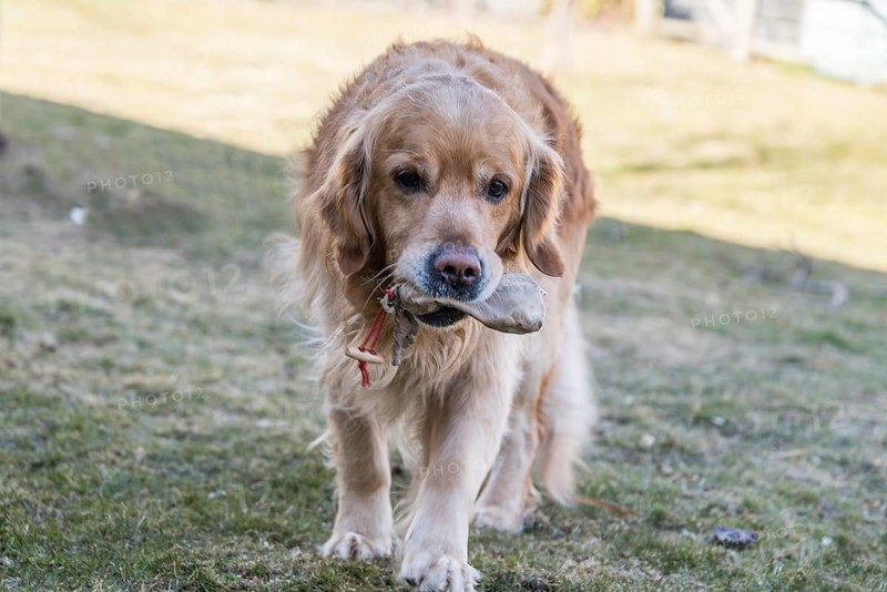 Dog training with Golden Retriever - companion dog and dog training