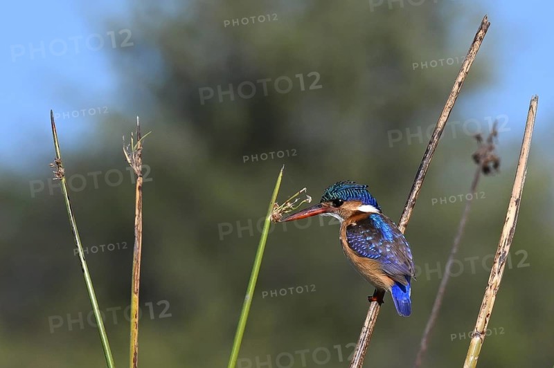 Scalloped ribbonfish (Corythornis cristatus, syn.: Alcedo cristata), also known as Malachite kingfisher, Khwai Northwest District, Moremi Game Reserve, Maun, Botswana, Africa