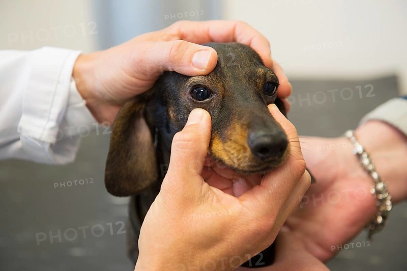 Veterinarian is looking to the eyes of little dog
